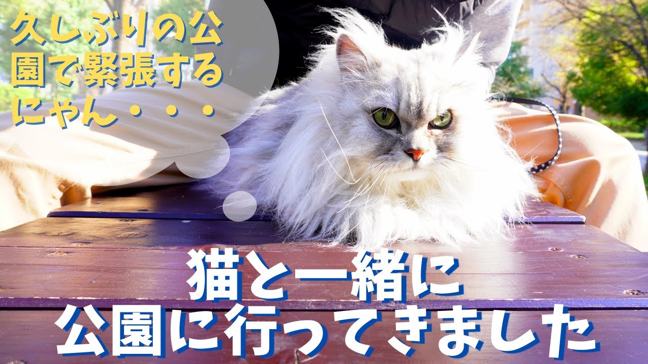 天気が良かったので猫と一緒に公園にいきました｜ラガマフィンのラガさん