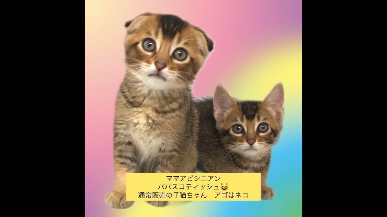 ママアビシニアンパパスコティッシュ😸通常販売の子猫ちゃん　アゴはネコ