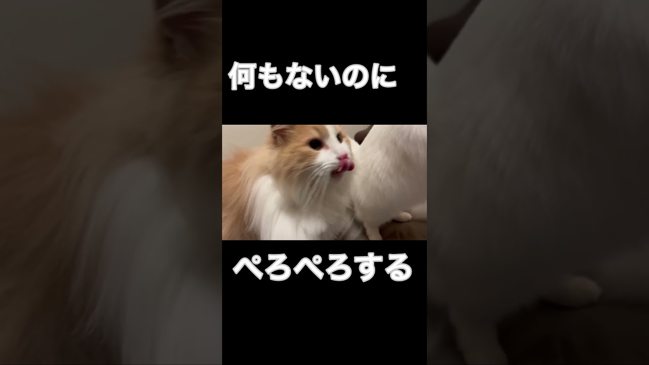 ぺろぺろする猫#shorts #short#アメリカンカール #ノルウェージャンフォレストキャット#猫#ちゅーる