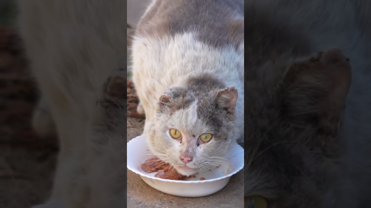 ボロボロの捨て猫を緊急保護