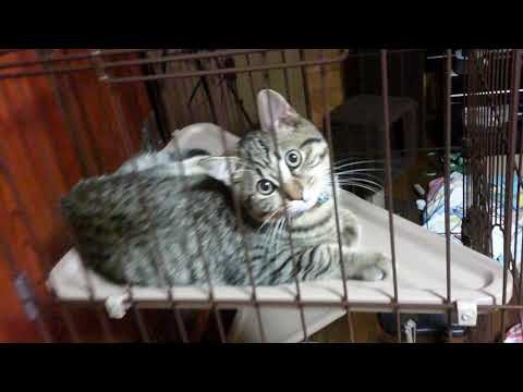 【子猫】9/7 日常風景（編集なし） Everyday scenery【オシキャット】