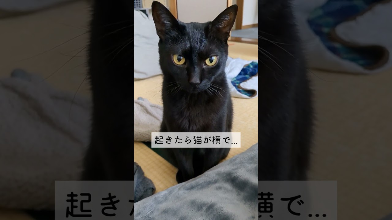 おはようの挨拶がイカ耳の猫