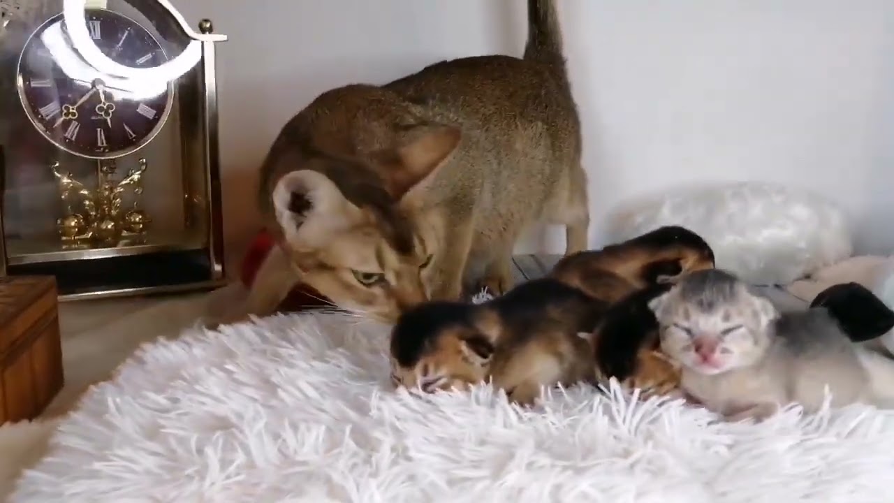 アビシニアン アビちゃん4兄弟が生まれました♪