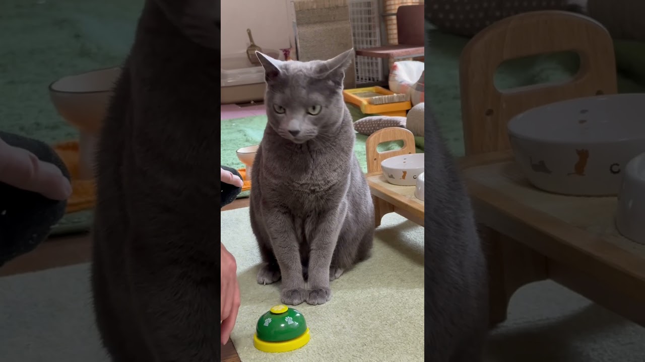 【ロシアンブルー】めろん、自分の意思でベルを押します🛎🤭【猫】#shorts