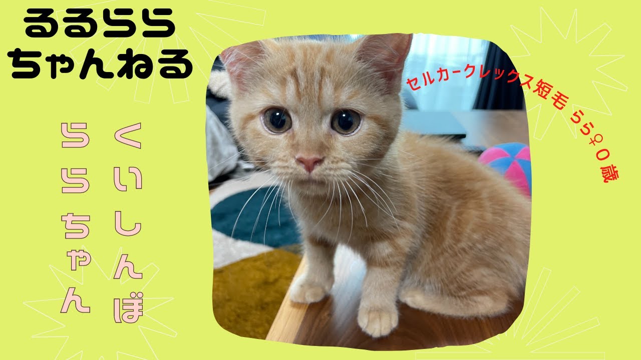 子猫のるるらら　セルカークレックスとブリティッシュショートヘアのハーフ猫ちゃん　寝起き