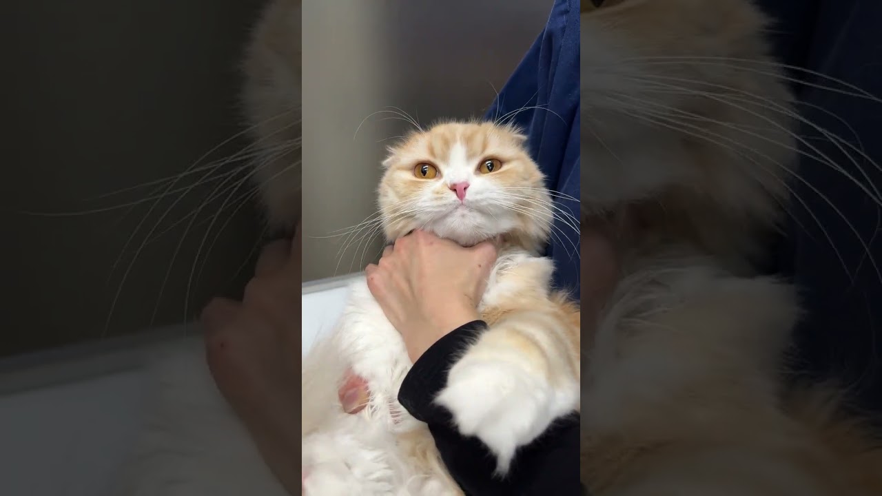 採血後にわしゃわしゃされるスコティッシュフォールド