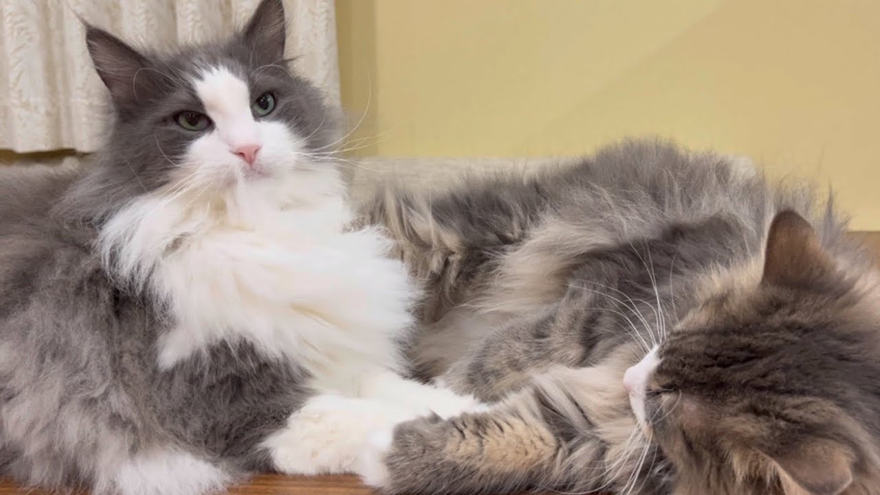 【大好き❤︎】今日もかまってちゃんなノルウェージャンフォレストキャットwww