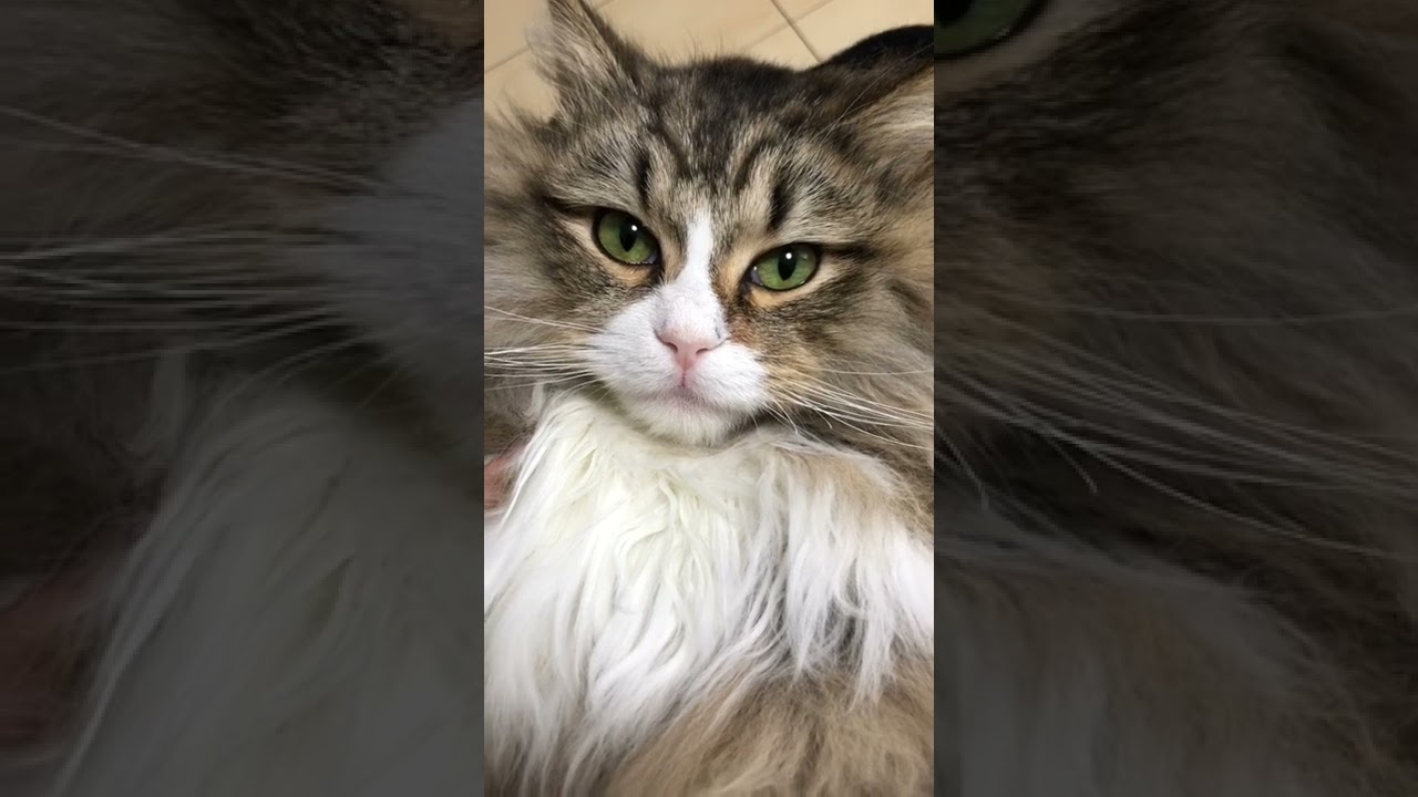 うちの猫がハンサムすぎる【サイベリアン】