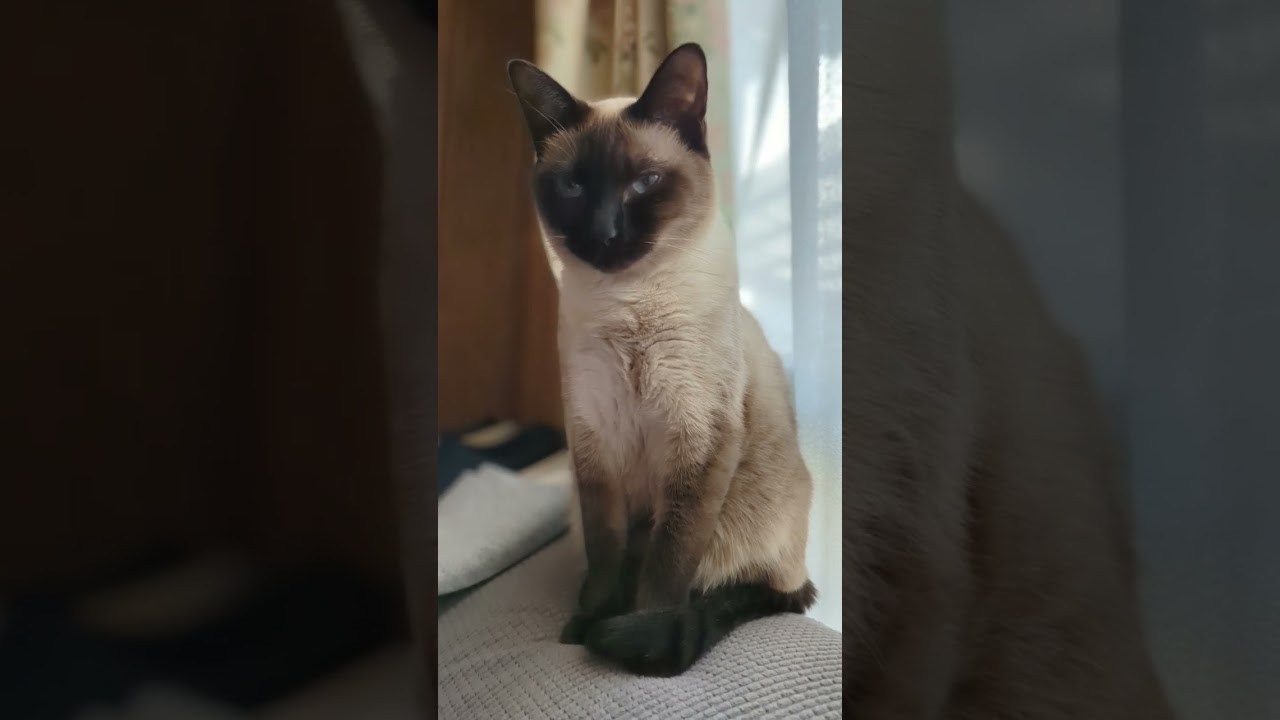 朝シャム猫🐈 - Cats in the morning - #shorts