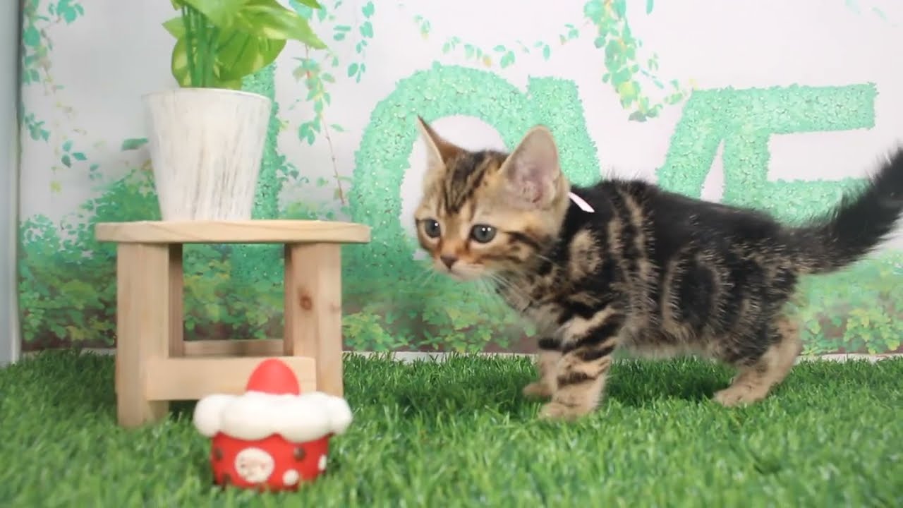 Coo&RIKU　No621704　アメリカンショートヘアー