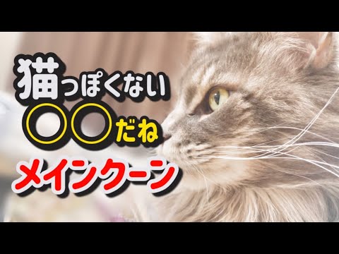 大公開！見た目からは想像出来ないメインクーンの可愛いらしい声！