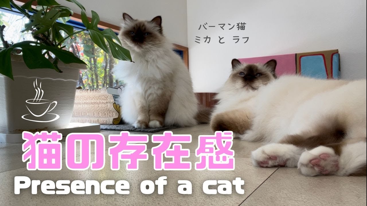 バーマン猫ミカとラフ【猫の存在感】Presence of a cat（バーマン猫）Birman/Cat