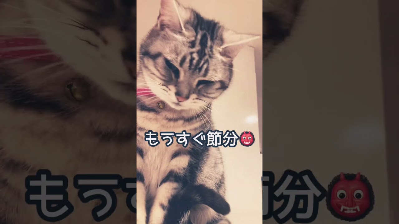 ってなに？ #shorts #猫 #アメリカンショートヘア