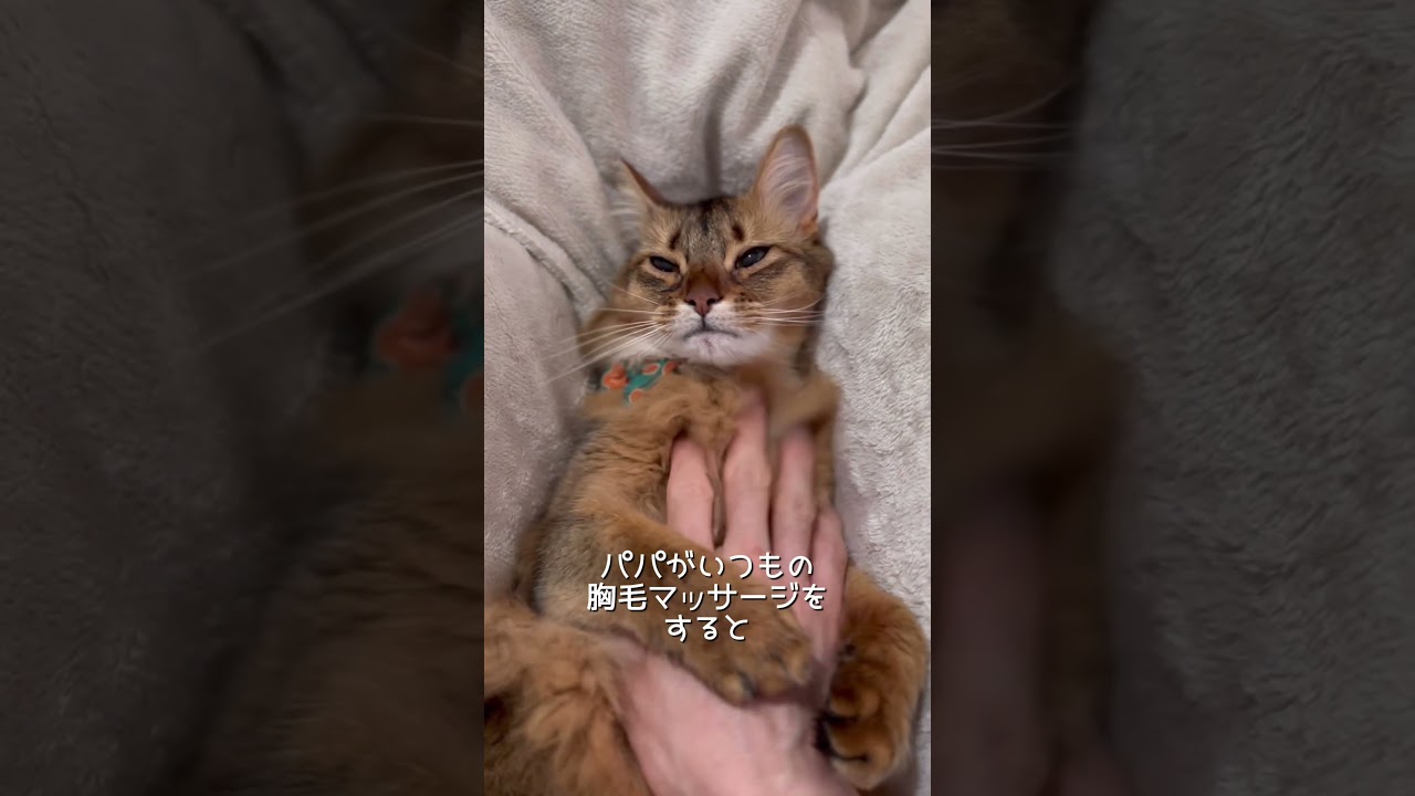 ヘソ天猫にマッサージをすると