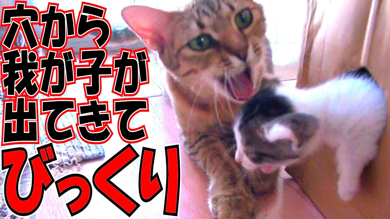 なぜ？子猫が穴から出て驚くママ猫！猫小屋作戦うまくいくかな！? 猫出産動画完全版