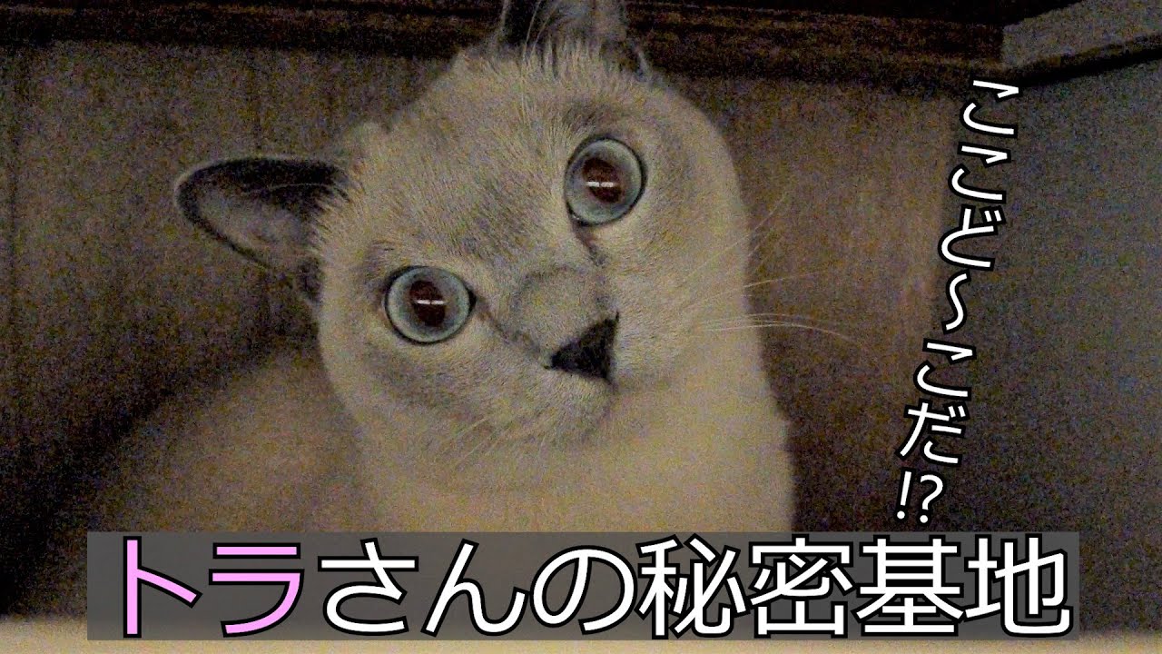 【お気に入り】【トンキニーズ】トラさんの秘密基地にお邪魔します（＃58）