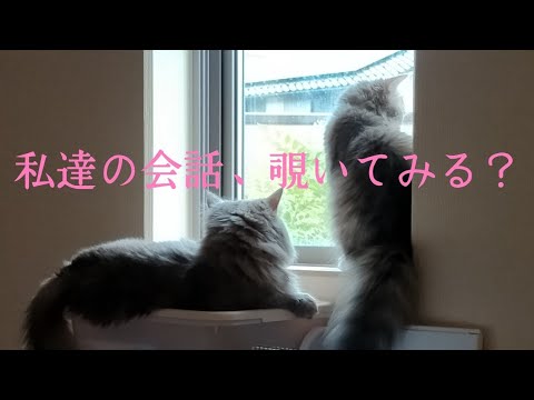 【ラガマフィン】猫達の会話を代弁してみた
