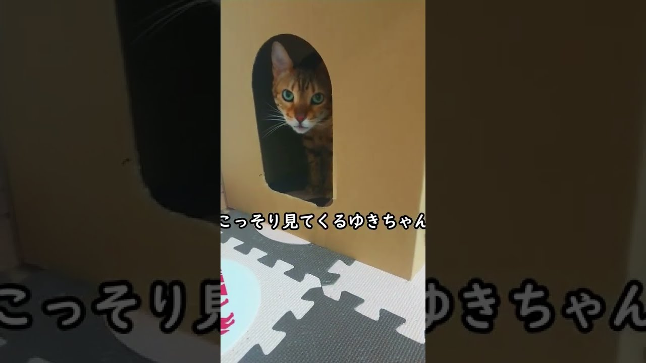かくれんぼうが下手すぎるベンガル猫・・・