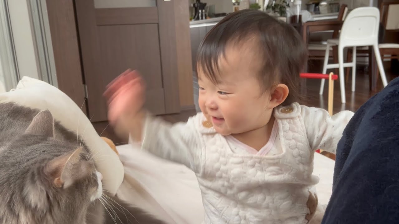 赤ちゃんからリズムに合わせて早いテンポで触られる猫　ノルウェージャンフォレストキャット　A cat touched to the rhythm