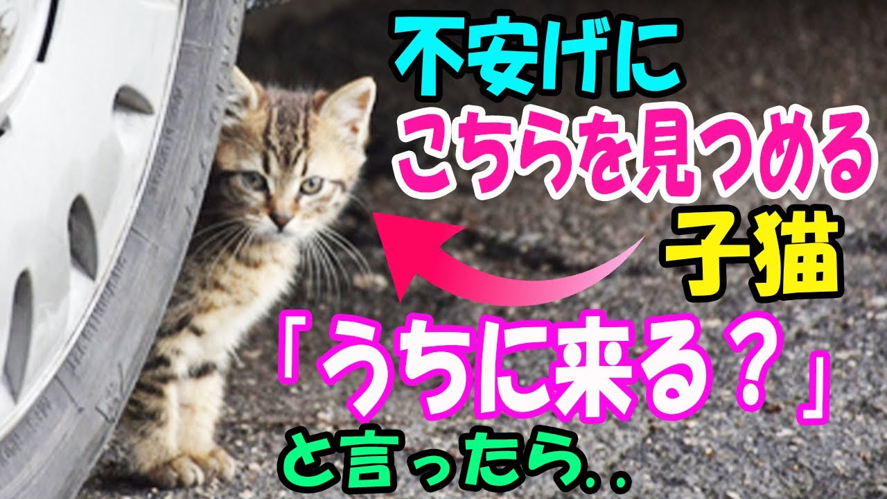 駐車場で不安そうにじっとこちらを見つめる子猫。『うちにくる？』と言ったら..【猫の不思議な話】【朗読】