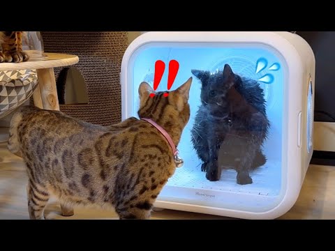 猫をシャンプー後にドライヤーBOXに入れたら皆心配して見に来ました