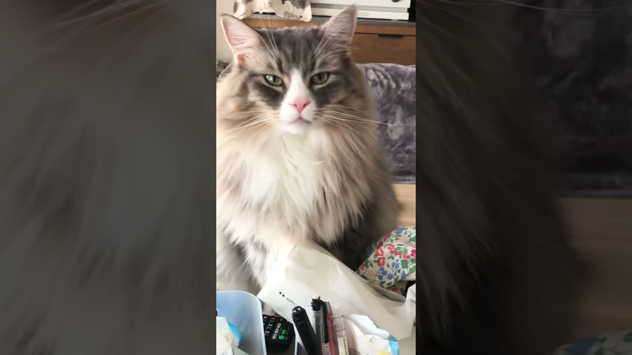 新時代#shorts #猫動画#ノルウェージャンフォレストキャット#cat #まな猫