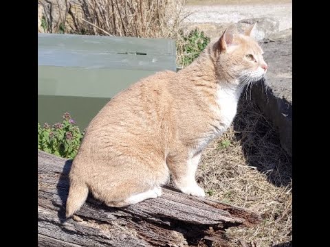 Two Stubby Tailed Cats #Shorts