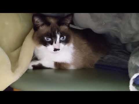 サワちゃんのあくび。スノーシュー　snowshoe cat