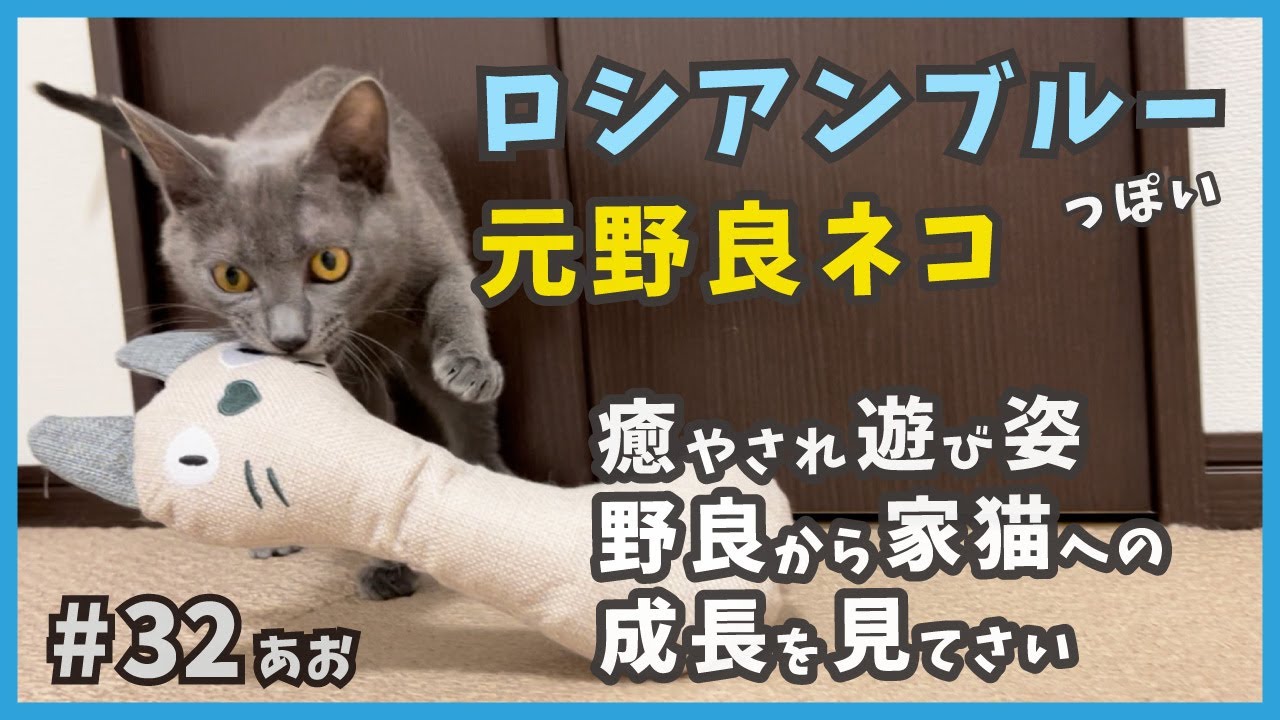 32 蹴りネコなのにカミカミ…ロシアンブルーっぽい元野良猫の遊びトレ！【あお・迷い子猫はプチ怪獣】