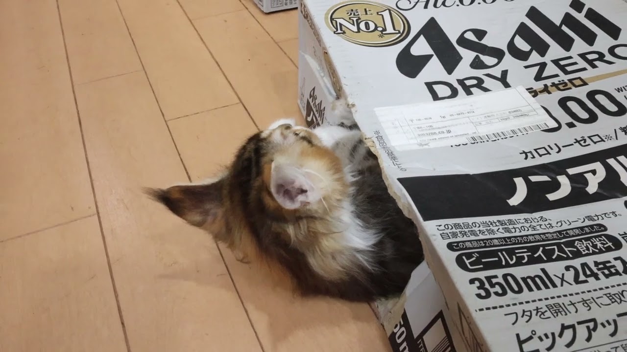 頭を出しているメインクーン子猫エルサちゃん