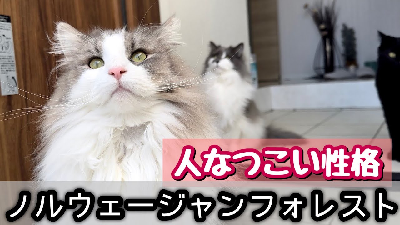 ノルウェージャンフォレストキャット兄弟【性格3選】お客さんに夢中になる瞬間！必見の癒し映像♡