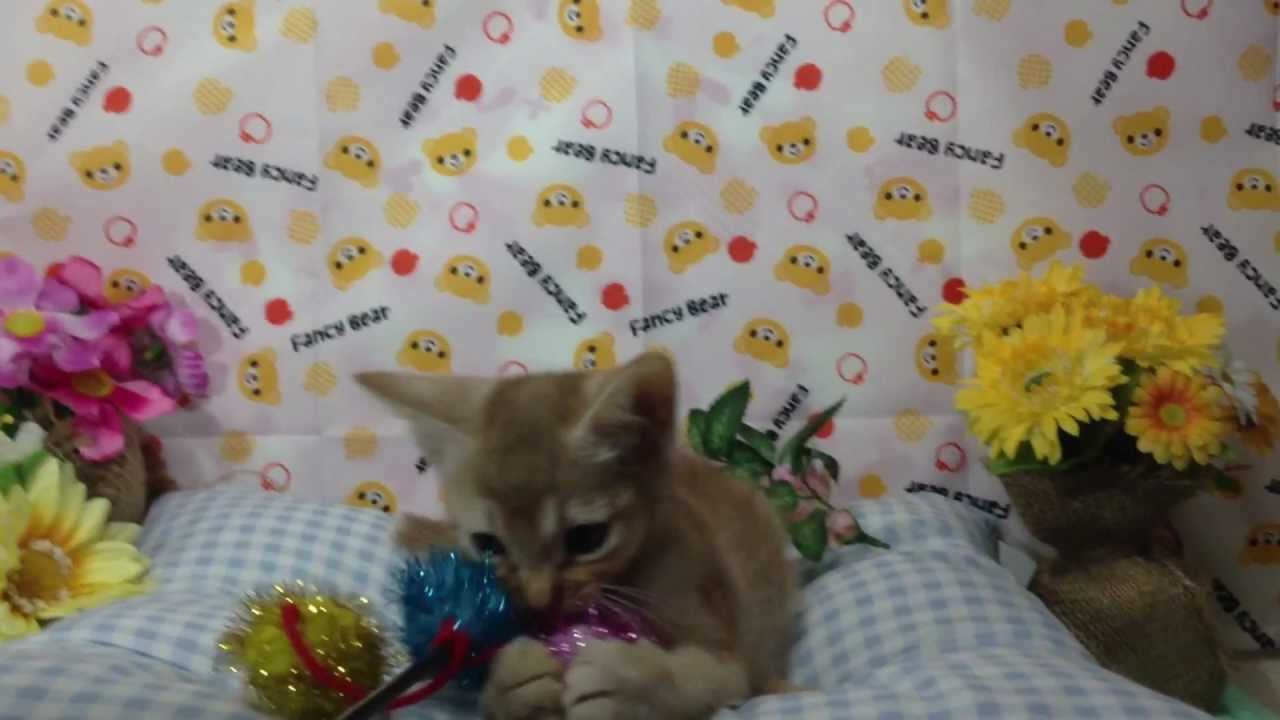 2012年10月13日オシキャット★レッドティックド♂