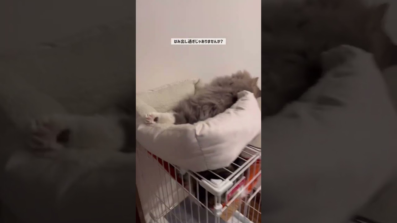 #はみ出して眠る猫#サイベリアン#ラムネ#白靴下の猫