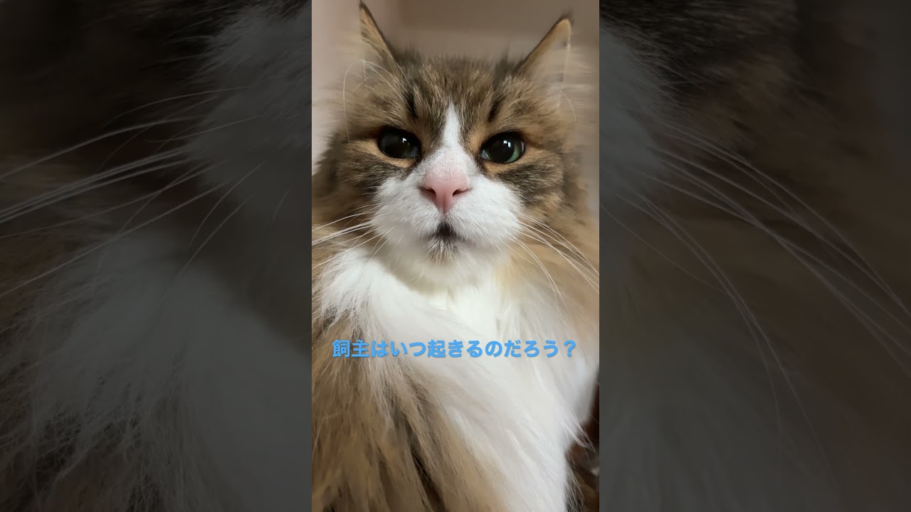 飼主の起き待ち#shortsvideo #shorts #ノルウェージャンフォレストキャット #cat #cats #猫 #猫との暮らし #かわいい #猫動画 #norwegianforestcat
