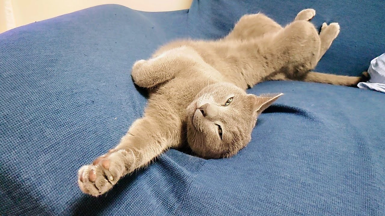 【猫動画】暖かくなると伸びるロシアンブルー【russianbule】Russian blue that grows when it gets warm