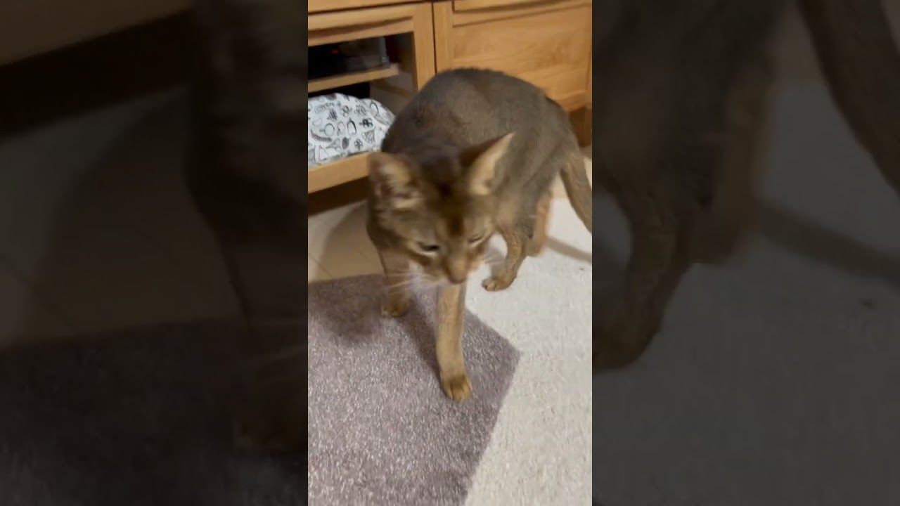 18歳のエンジェルくん #shorts #猫動画 #アビシニアン #cat #まな猫