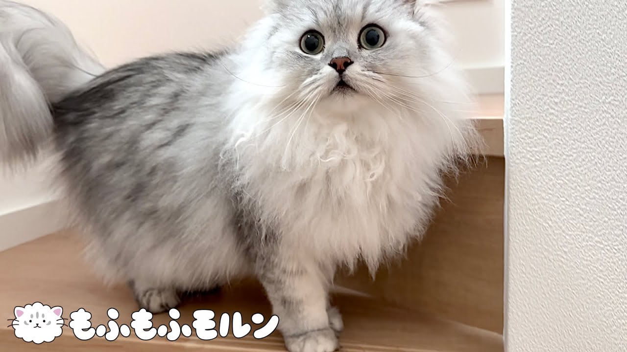 猫の利き手を再び調べてみましょう 【サイベリアン】