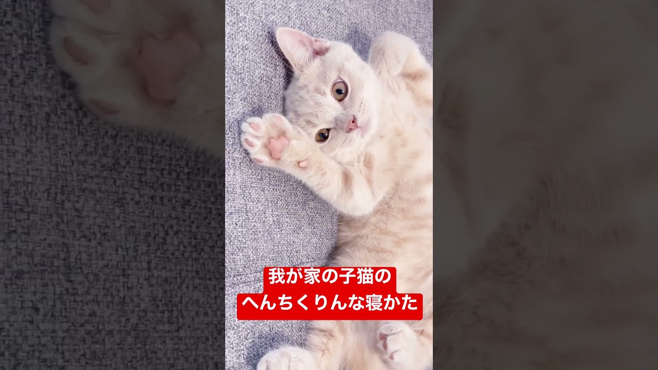 我が家の子猫…寝方が変なんです…ブリティッシュショートヘア