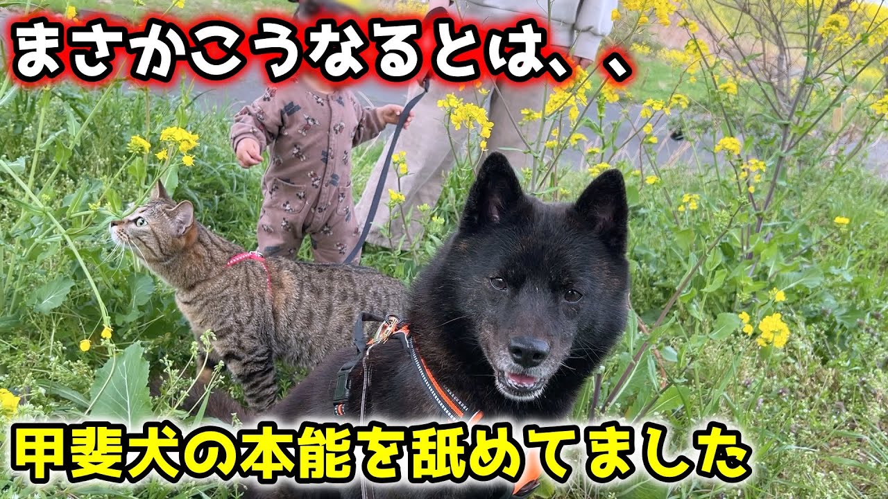 甲斐犬と猫と娘で河原に行ったらこうなった【野生的な犬】