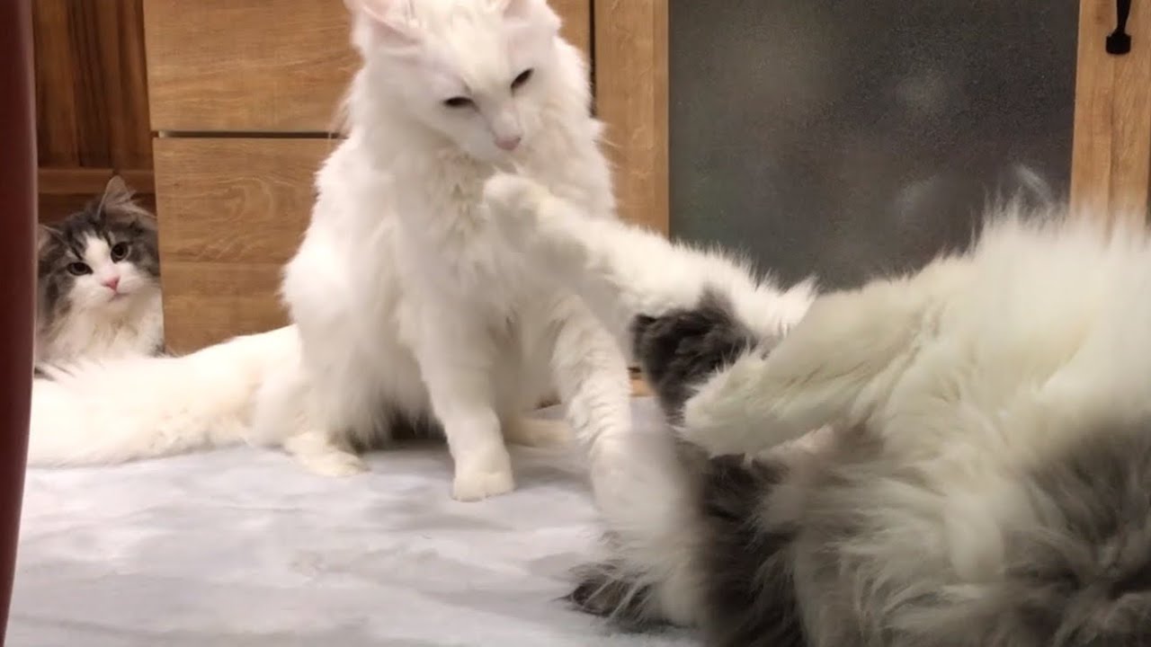 【バトル】ターキッシュアンゴラとノルウェージャンフォレストキャットの可愛い猫パンチ対決www