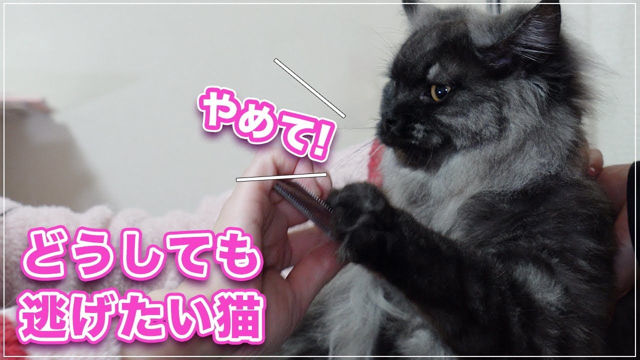 【ぷくちゃん】なんとかしてみーちゃん先生から逃げようとする猫、そしてついに！【マンチカン】