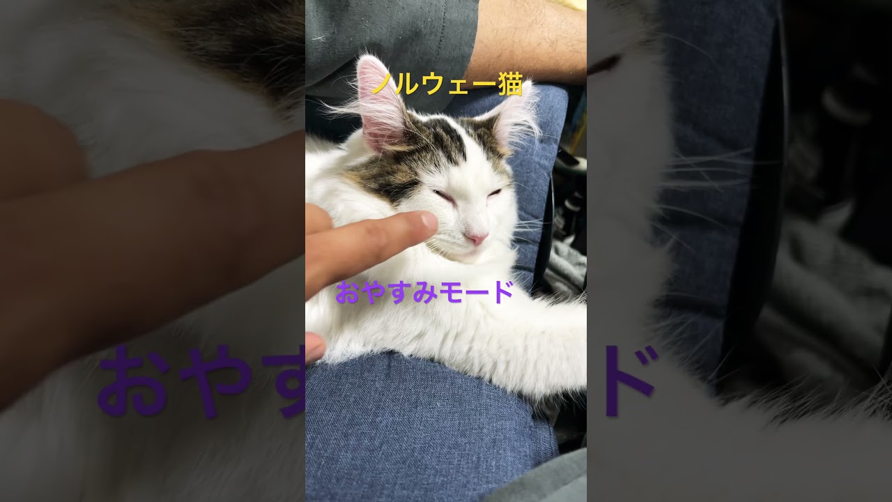 ノルウェー猫　おやすみモード。 #ノルウェージャンフォレストキャット #cat