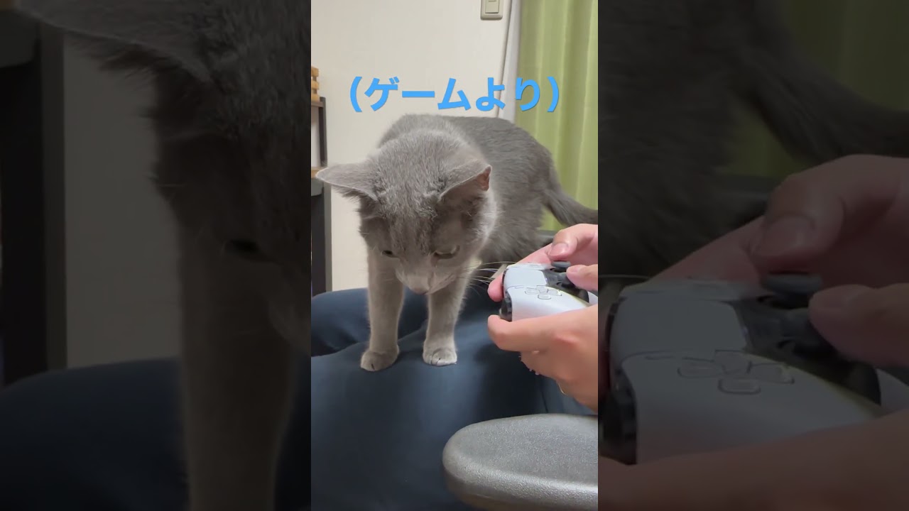 ゲームにジェラる可愛い猫（ロシアンブルー）#shorts