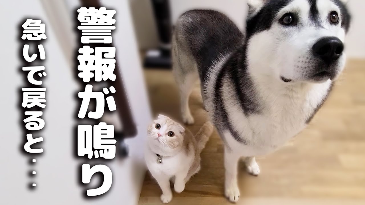 外出中に警報がなったので急いで家に引き返したら子猫と犬が...