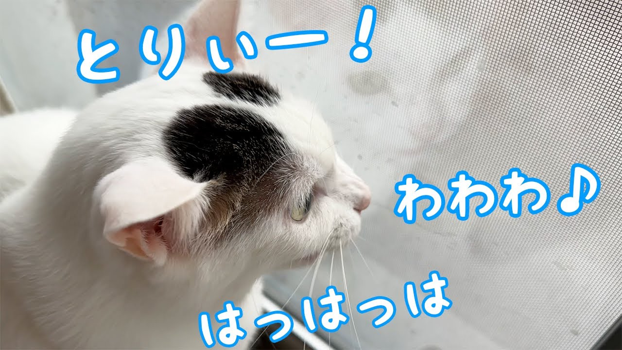 いつもと違う鳥さんにも喋りかける猫チロさん