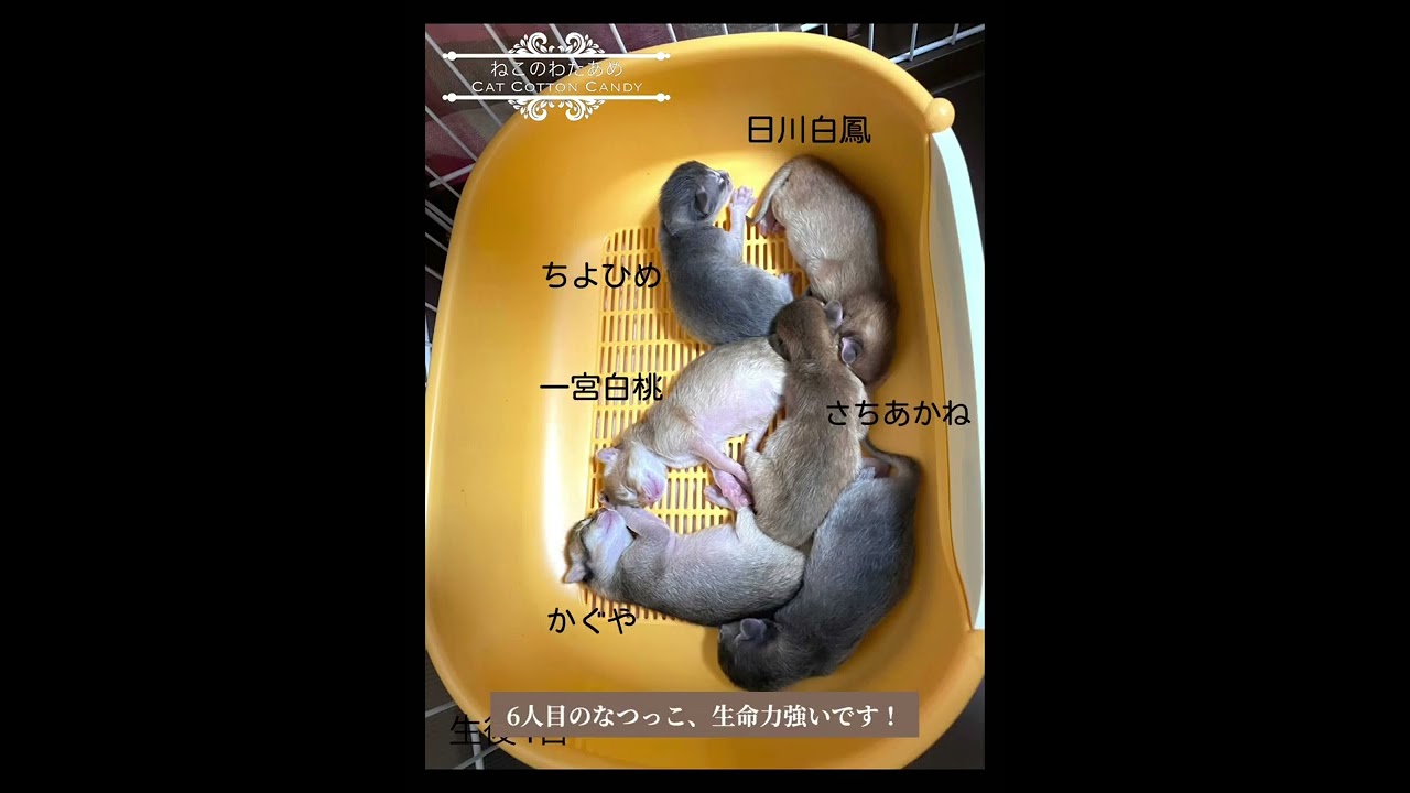 ソマリ無事出産✨そして名前決定‼️