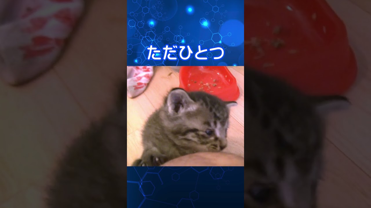 子猫の願いとは？ #shorts