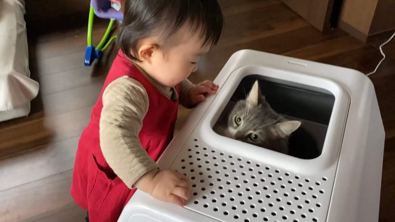 スマートトイレに興味津々の猫　ノルウェージャンフォレストキャット　ラガマフィンA cat curious about smart toilets.
