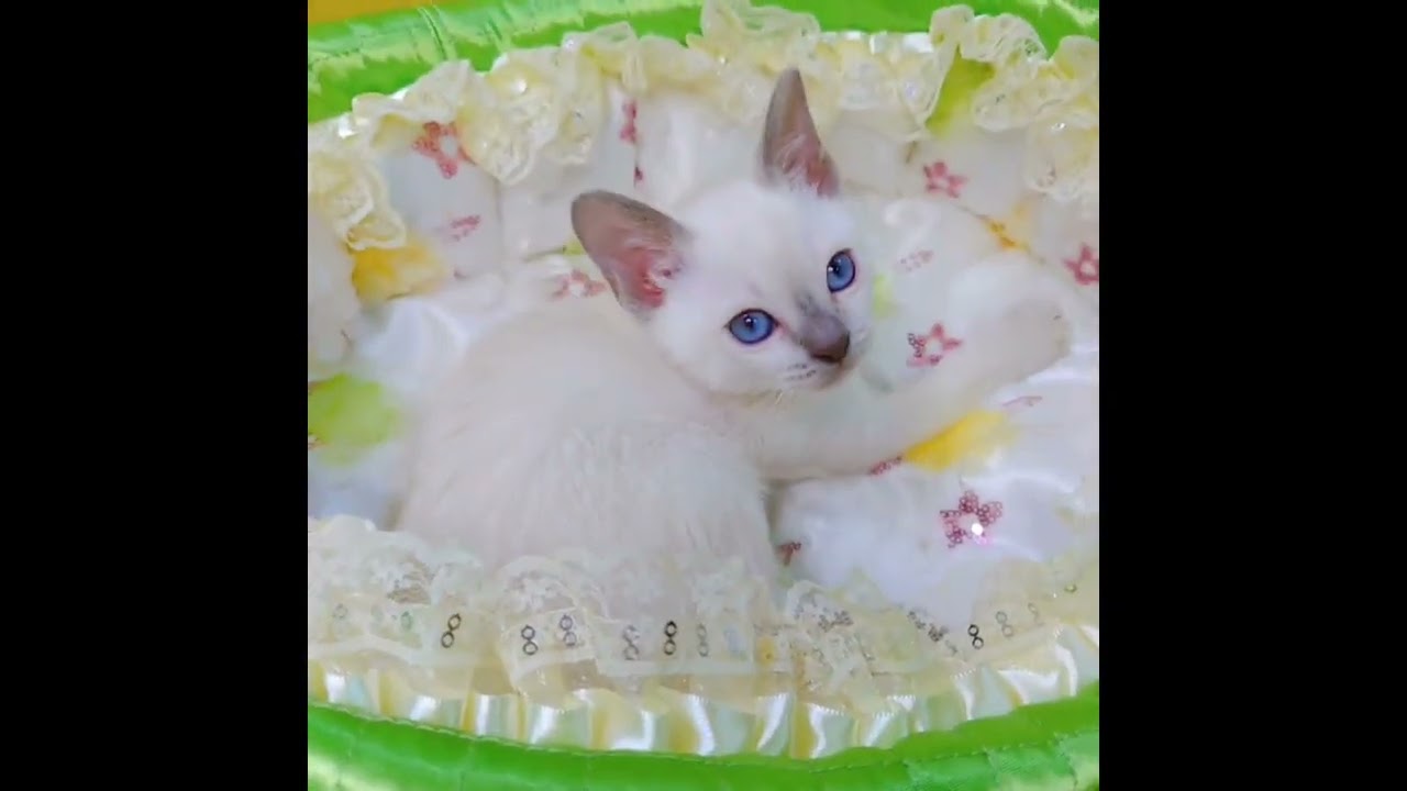 トンキニーズ プラチナ(ライラック)ポイントの男の子。