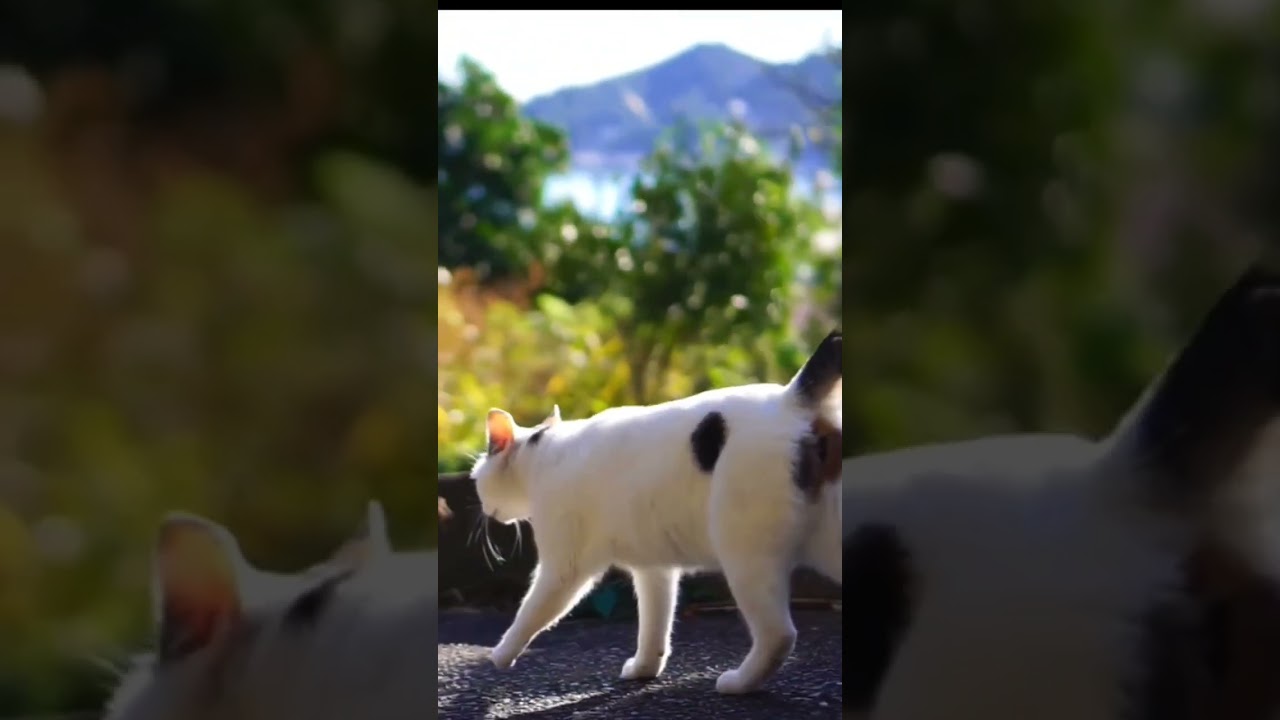 相模湾が綺麗ニャンね♪お散歩気持ちいいね！麗しのジャパニーズボブテイル